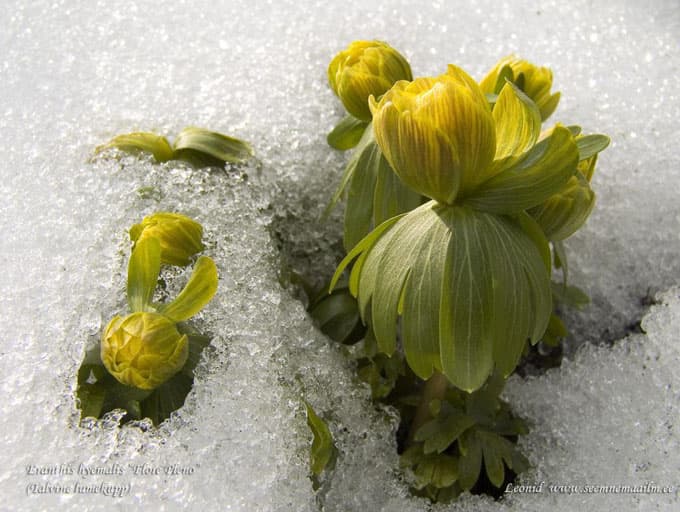 Eranthis hyemalis